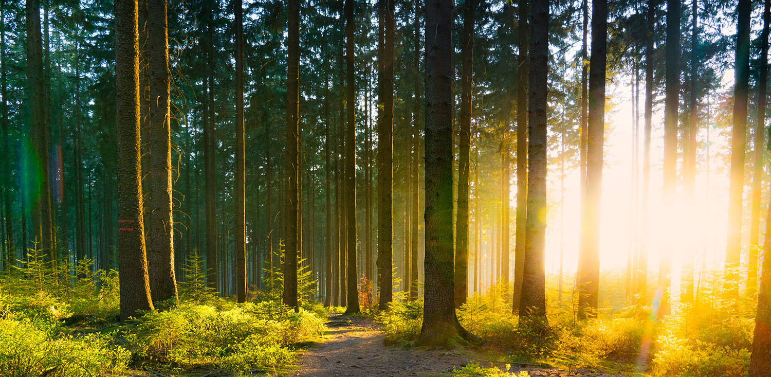 Sherwood Forest Outdoor Activities Sherwood Hideaway